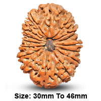 17 (सप्तदश) Mukhi Rudraksha